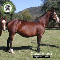 Cosquillosa 213521